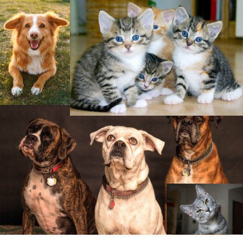 pet supplies
